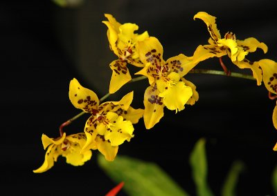 Odcdm Tiger Crow 'Golden Girl'