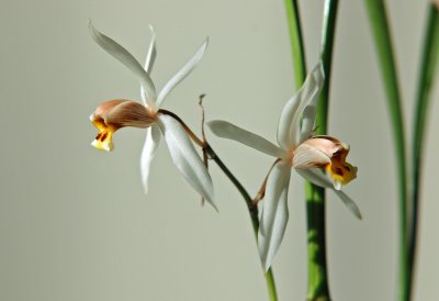 Coelogyne Graminafaka