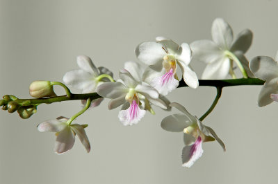 Sedirea japanica x Vanda amesiane