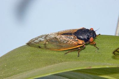 17 Year Cicada