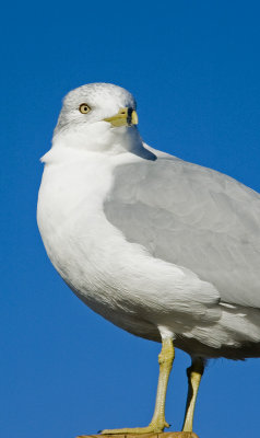 Ring-billed Gull 5651A