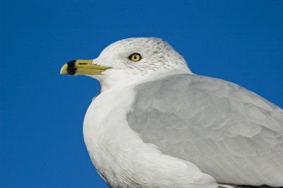 Ring-billed Gull