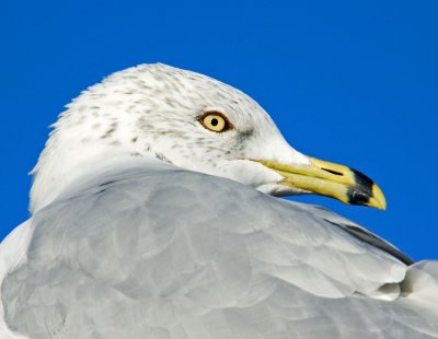 Ring-billed Gull 5667B