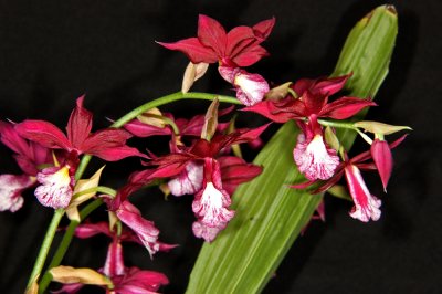 Phaiocalanthe Kryptone 'Blood Bath' HCC/AOS