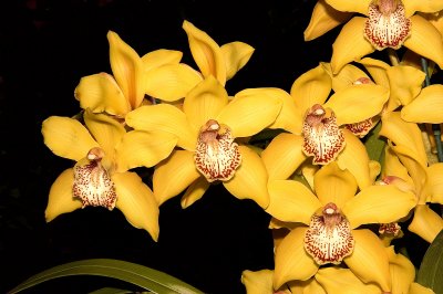 Cym. Eia Ambario 'Golden Harvest' AM/AOS - 6124B