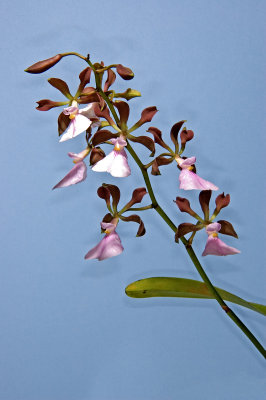 Encyclia cordigera