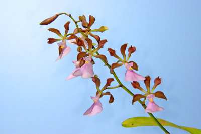 Encyclia cordigera