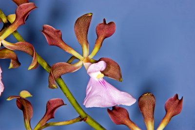 Encyclia cordigera