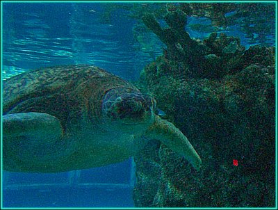 Sea Turtle #2