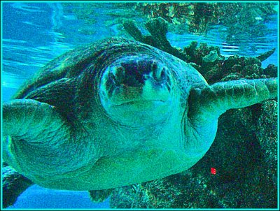 Sea Turtle #3