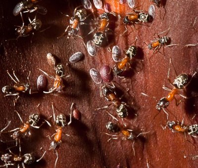 Velvety Tree Ants