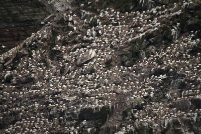 Gannets Nesting in the Cliffs