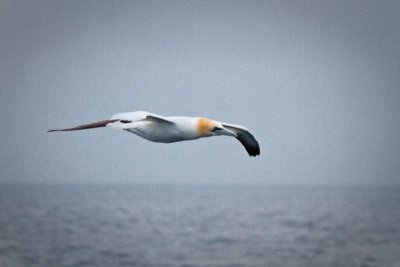 A Gannet in Flight