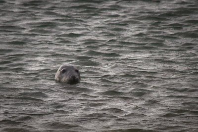 Harbor Seal