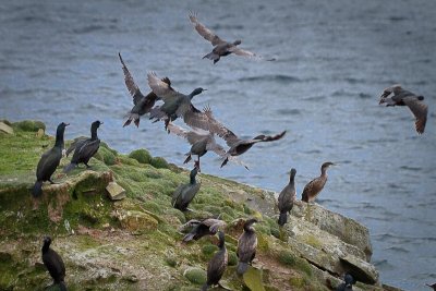 Shags in Flight