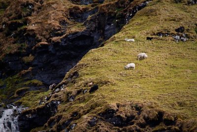 Sheep on the Mountain