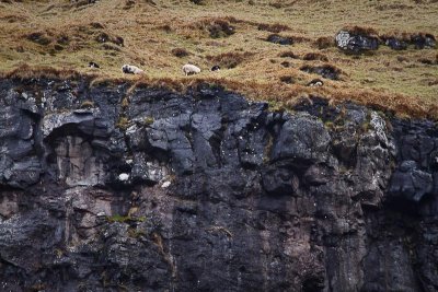 Sheep at the Edge of the Cliff