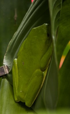 Frog Hidden in Leaf
