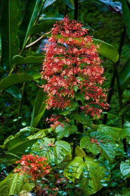 Rain Forest Flower