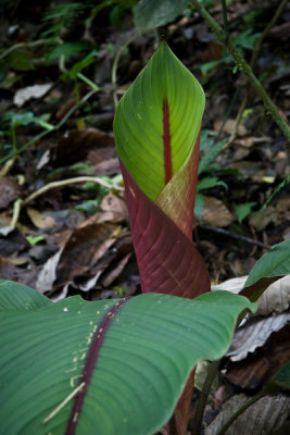 Jungle Flower