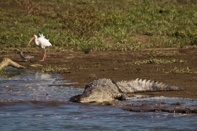 Crocodile with White Ibis