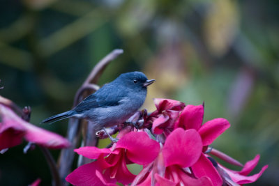 Blue Bird