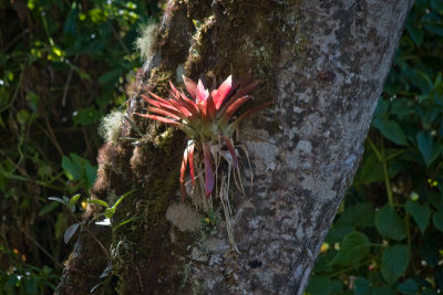 Bromelaide Air Plant