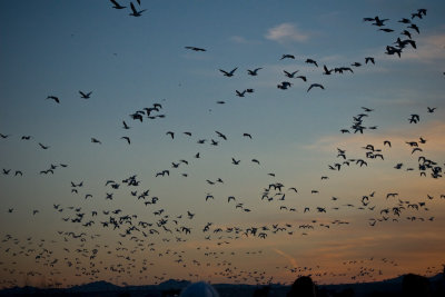 Thousands of Snow Geese Take Flight