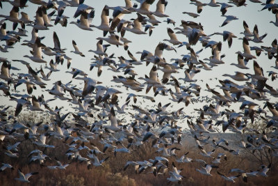 Thousands of Snow Geese Take Flight