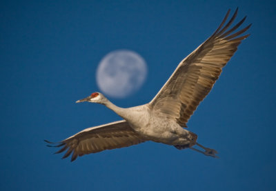 Bosque del Apache - 12/2006