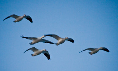 Thousands of Snow Geese Take Flight
