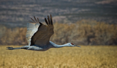 The Sandhill Cranes Begin their Migration