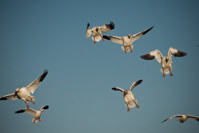 A Day at Bosque del Apache