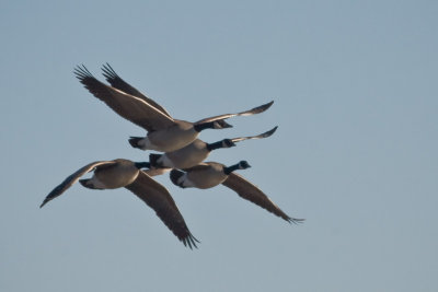 A Day at Bosque del Apache