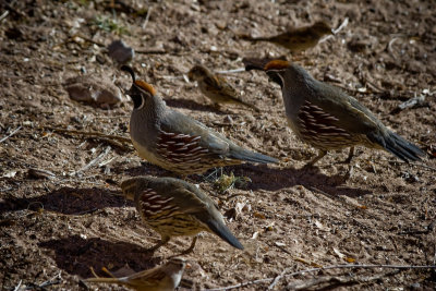 *A Day at Bosque del Apache