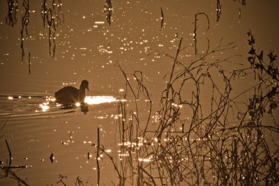 Evening Approaches