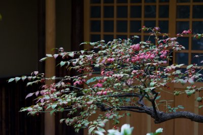 Flowering Tree at the Sensoji Buddhist Temple
