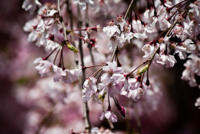 Cherry Blossom Close-Up