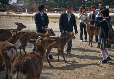 The Nara Deer