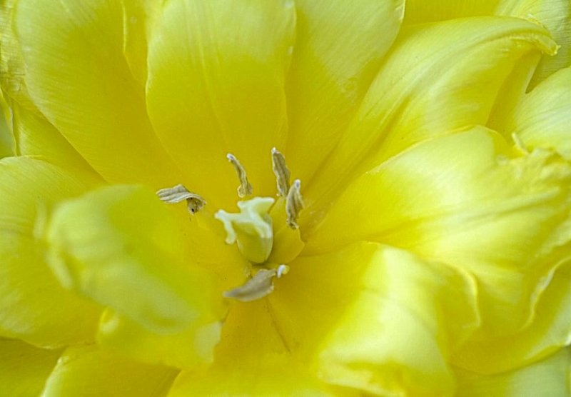 double yellow tulip