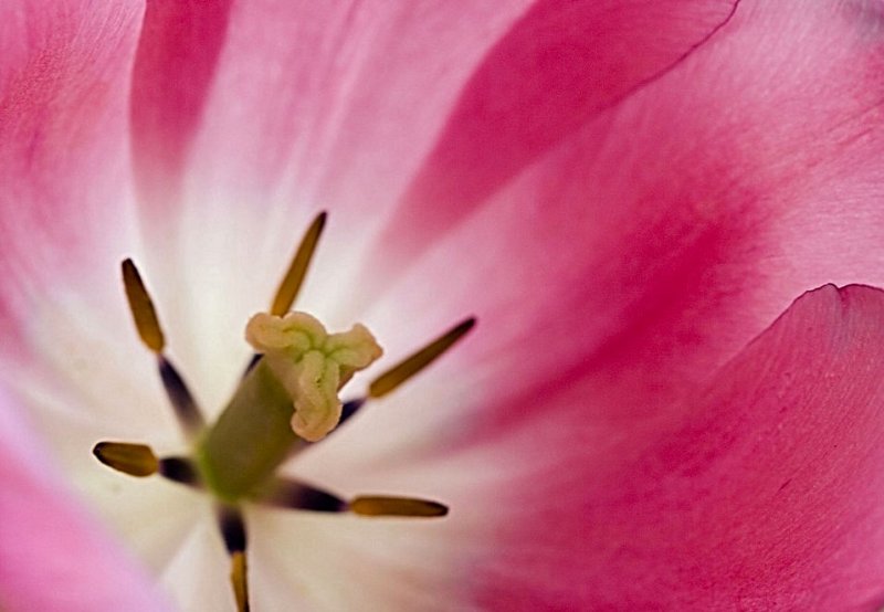 deep pink tulip