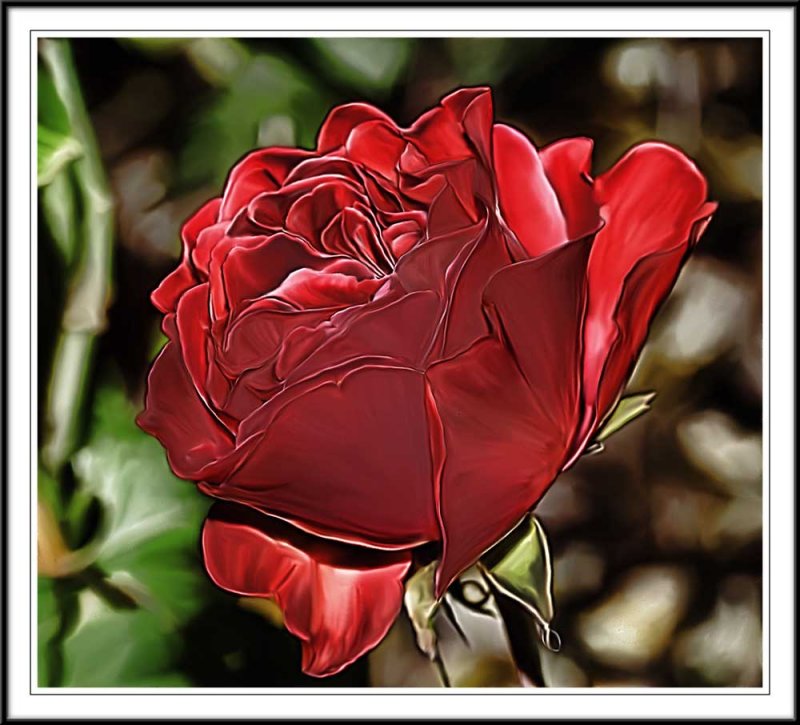 Red rose Photoshop smudge
