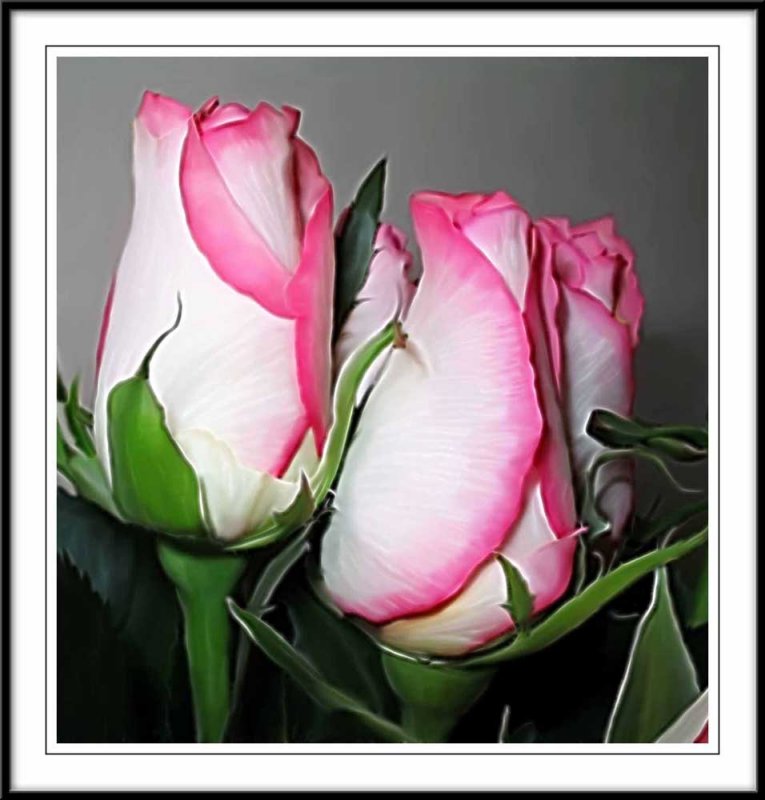 pink n white roses smudged in Photoshop