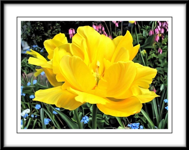 yellow tulip Photoshop smudge