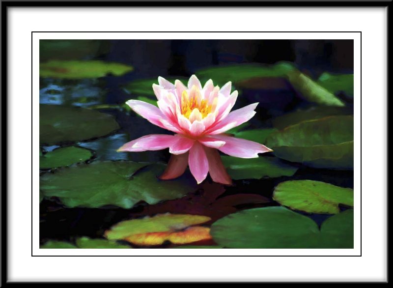Walters water lily