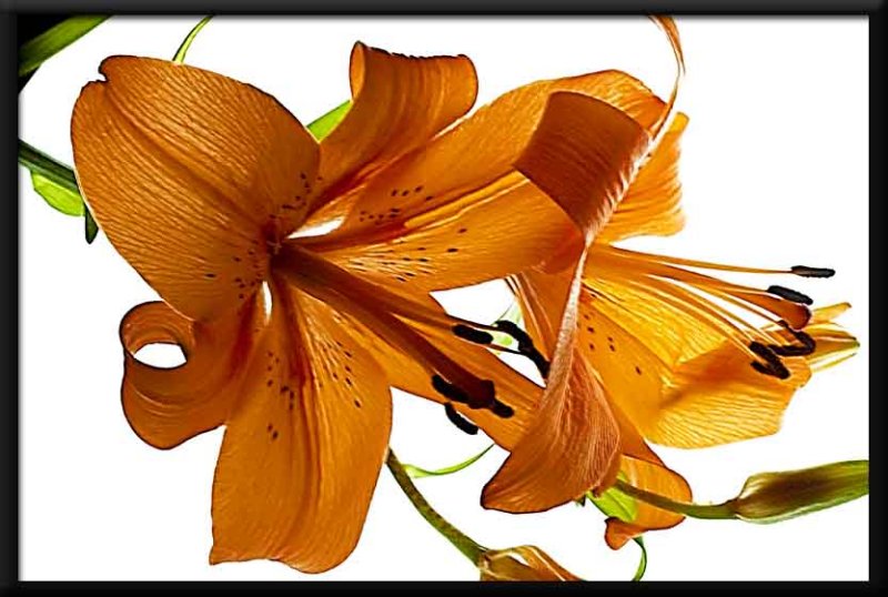 orange lillies