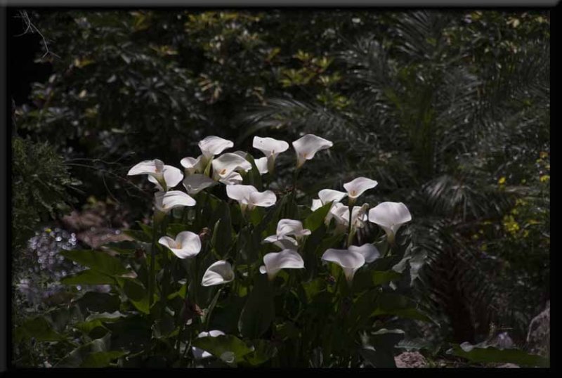 Sunlit Calla Lillies...