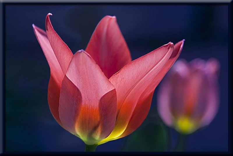 garden tulip...