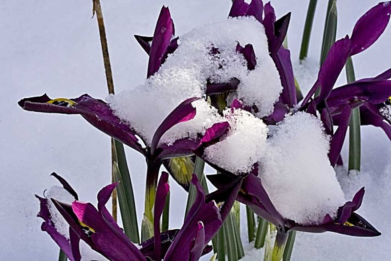 mini Iris with snow