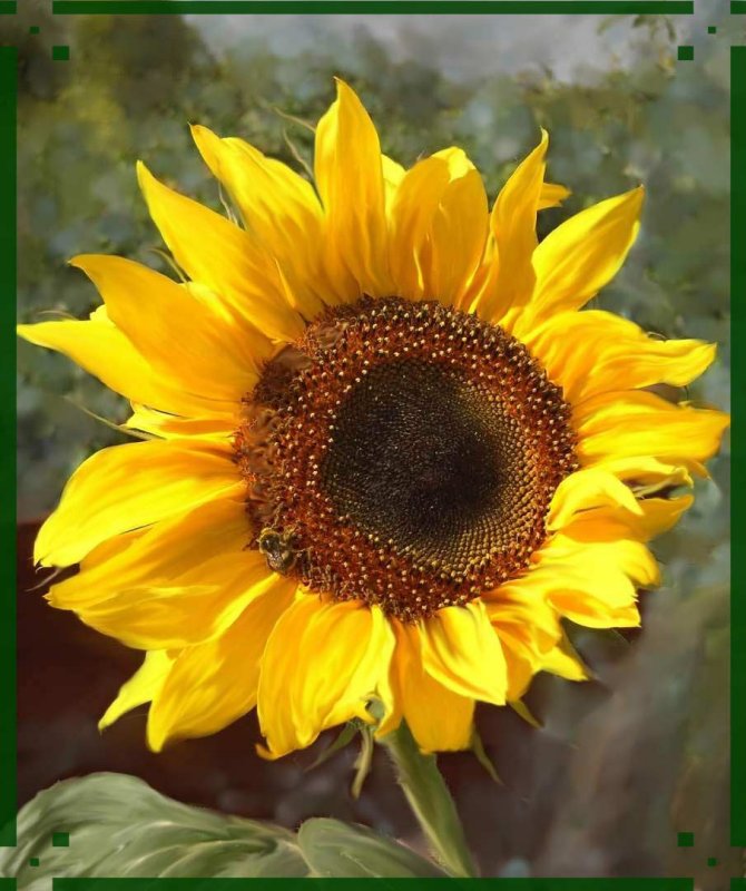 sunflower.jpg